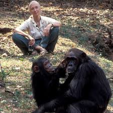 • Jane Goodall Intézet – nyertes pályázat!